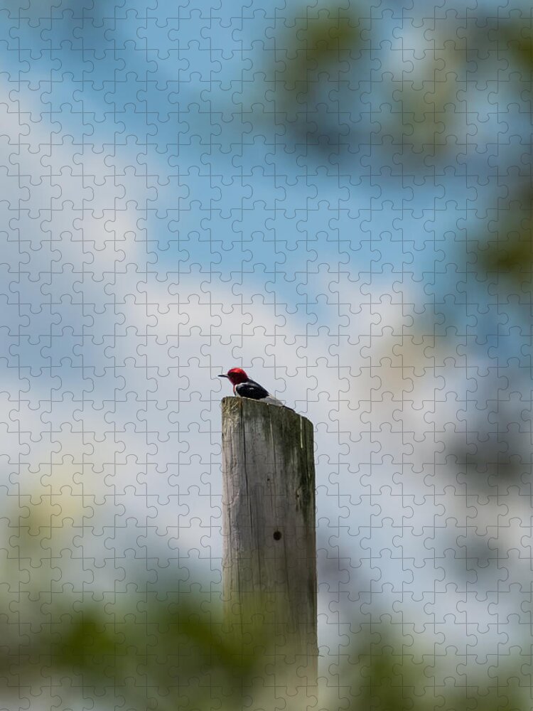 Red-headed Woodpecker Jigsaw Puzzle featuring the photograph Red-Headed Woodpecker by Holden The Moment