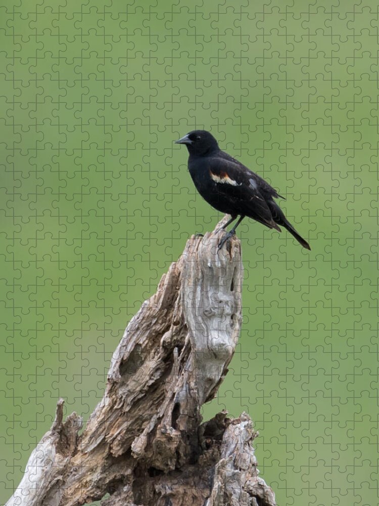 Red-winged Blackbird Jigsaw Puzzle featuring the photograph Red-Winged Blackbird #3 by Holden The Moment