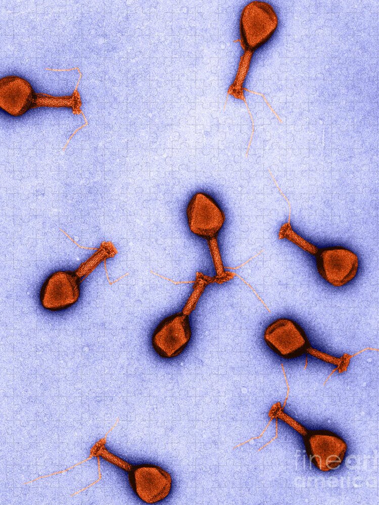 Science Jigsaw Puzzle featuring the photograph T4 Bacteriophages, Tem #3 by Lee D. Simon