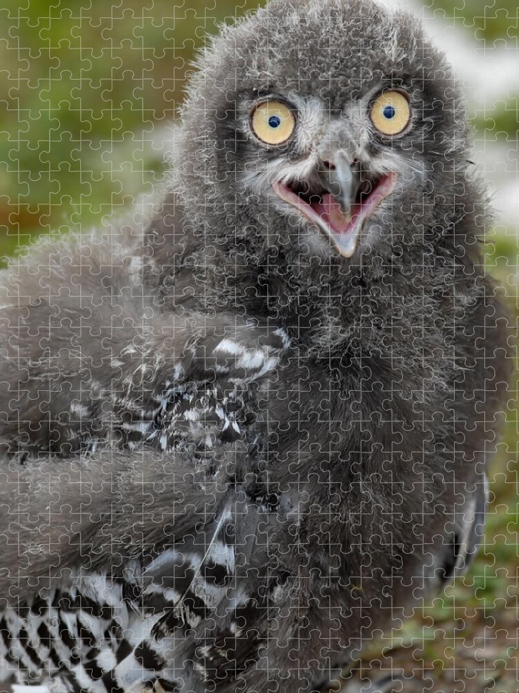 Snowy Owl Baby Jigsaw Puzzle featuring the photograph Baby Snowy Owl #4 by JT Lewis