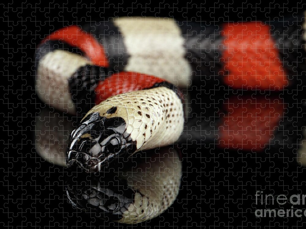 Human Jigsaw Puzzle featuring the photograph Campbell's milk snake, Lampropeltis triangulum campbelli, isolated on black background by Sergey Taran