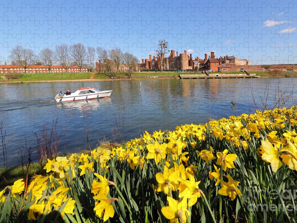 Daffodils Beside The Thames At Hampton Court London Uk Jigsaw Puzzle featuring the photograph Daffodils beside the Thames at Hampton Court London UK #5 by Julia Gavin