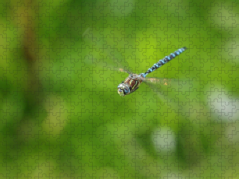 Dragonfly Jigsaw Puzzle featuring the photograph Emperor Dragonfly by Rick Deacon