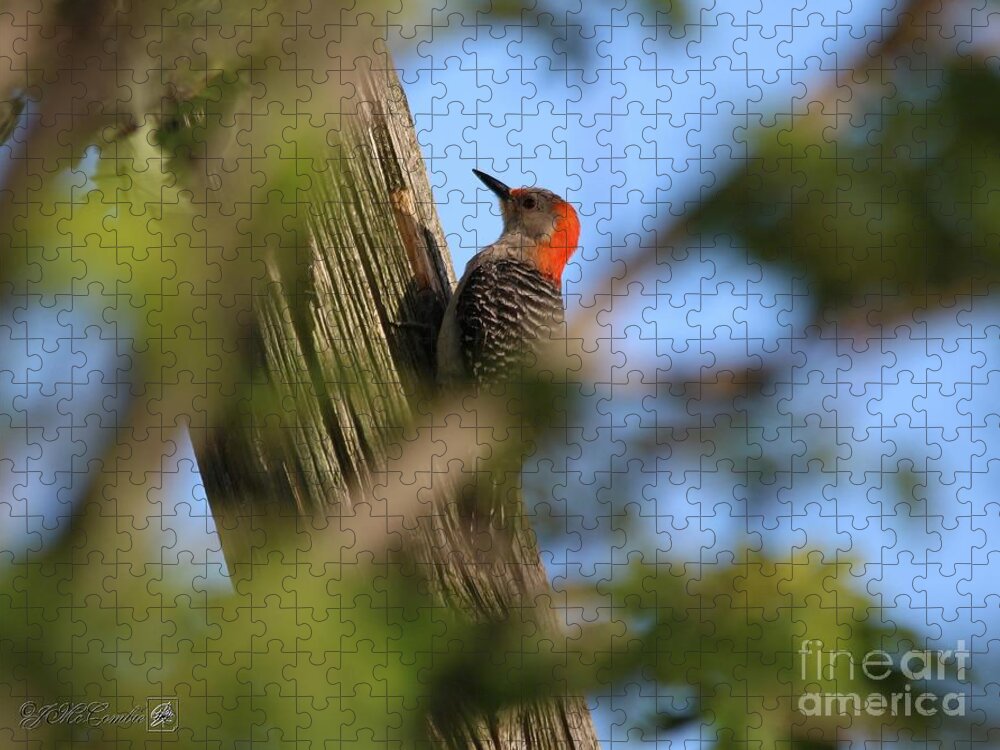 Mccombie Jigsaw Puzzle featuring the photograph Female Red-Bellied Woodpecker #3 by J McCombie
