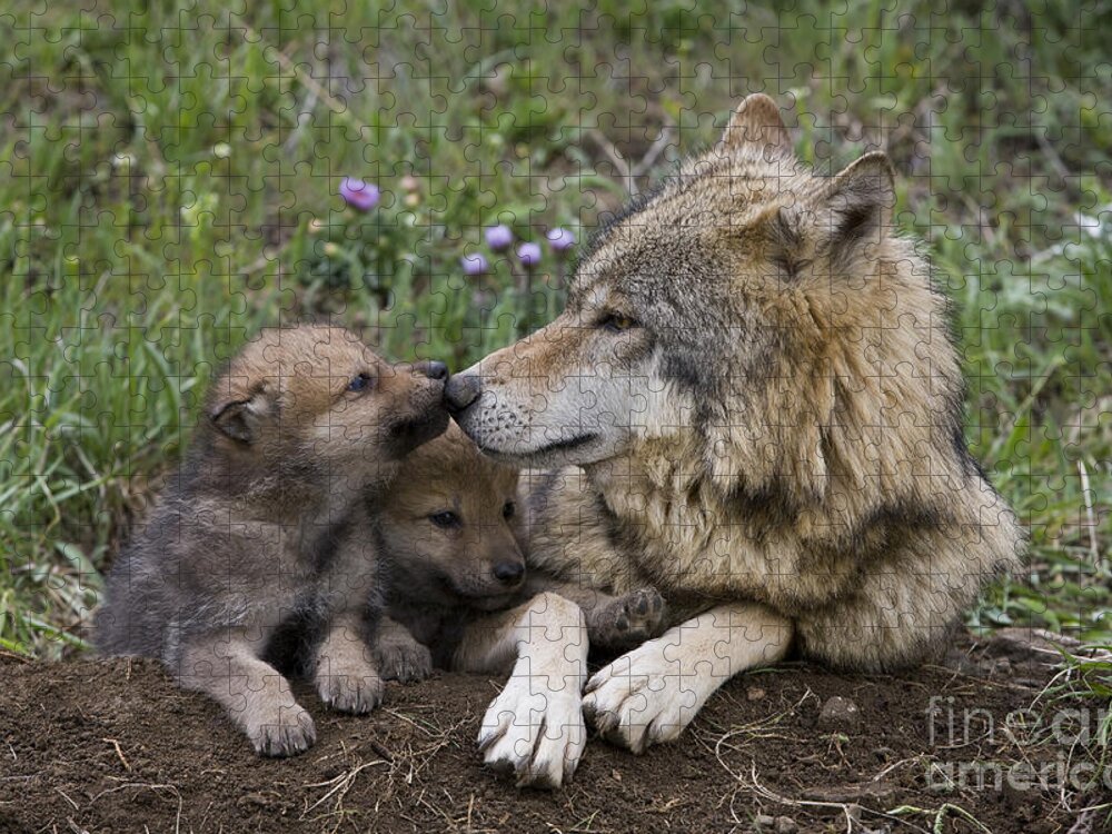 Gray Wolf Jigsaw Puzzle featuring the photograph Gray Wolf And Cubs #4 by Jean-Louis Klein & Marie-Luce Hubert