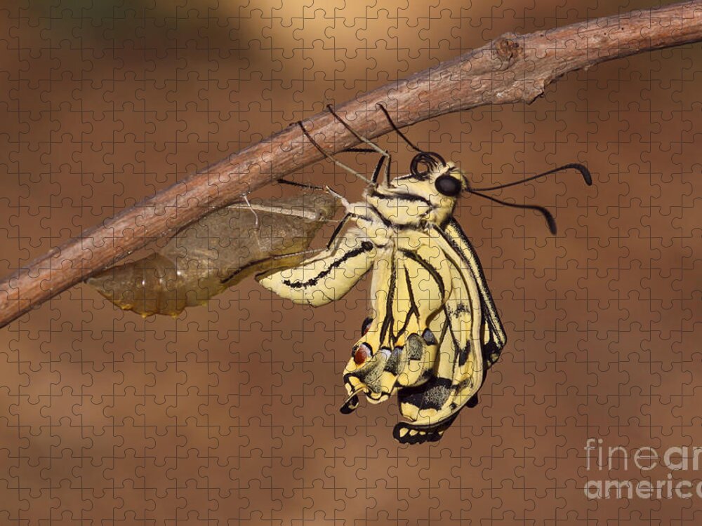 Butterfly Jigsaw Puzzle featuring the photograph Swallowtail Butterfly Emerging From Cocoon #4 by Alon Meir