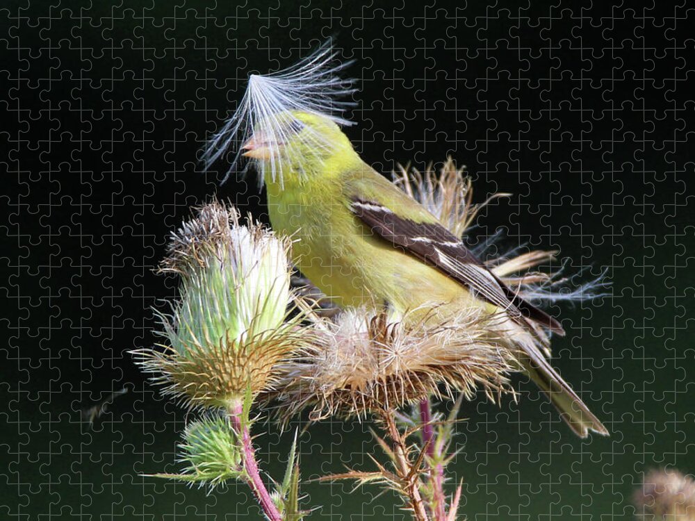 American Goldfinch Jigsaw Puzzle featuring the photograph American Goldfinch Stony Brook New York #5 by Bob Savage