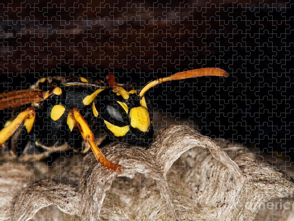 Adult Jigsaw Puzzle featuring the photograph Common Wasp Vespula Vulgaris #5 by Gerard Lacz