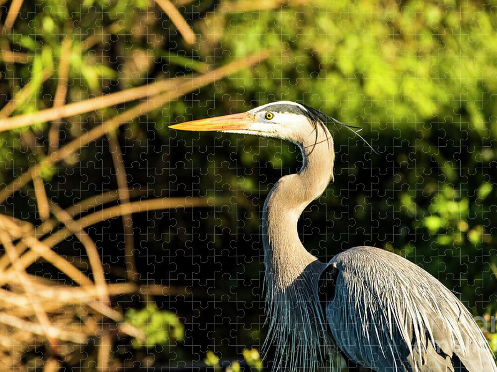 Great Blue Heron Jigsaw Puzzle featuring the photograph Great Blue Heron #5 by Ben Graham