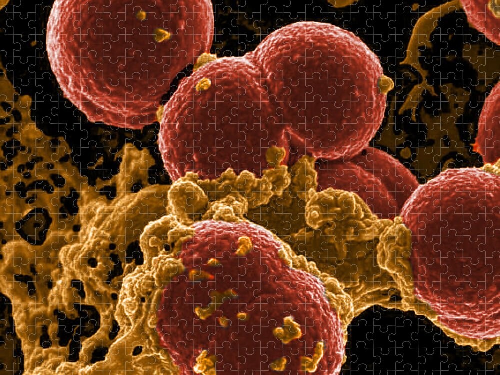 Microbiology Jigsaw Puzzle featuring the photograph Neutrophil Ingesting Mrsa Bacteria, Sem #5 by Science Source