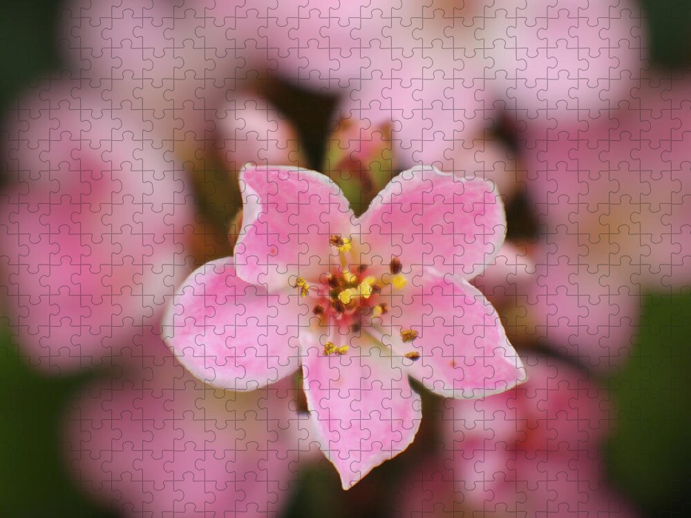 Blossom Spring Flowers Botanical Jigsaw Puzzle featuring the photograph 5 Pink Petals by Ella Kaye Dickey