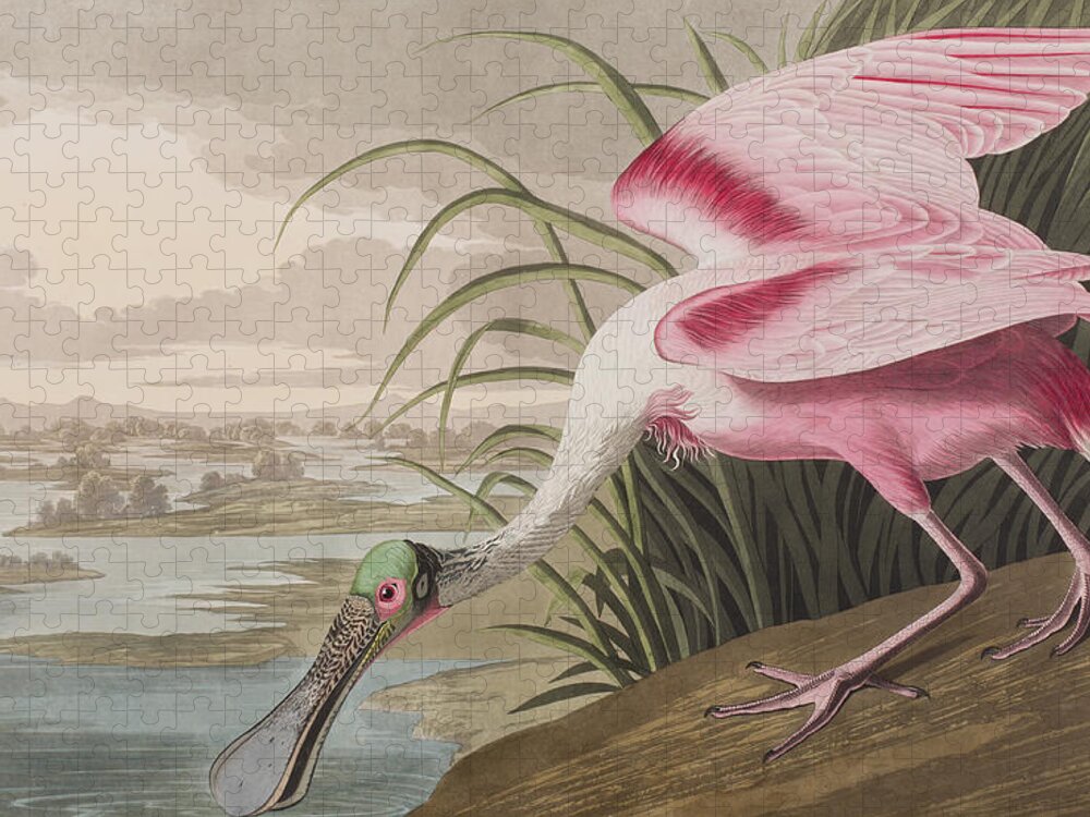 Roseate Spoonbill Jigsaw Puzzle featuring the painting Roseate Spoonbill by John James Audubon