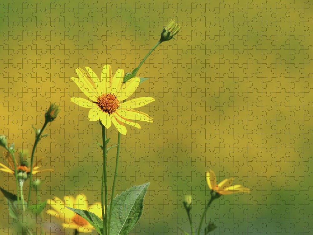 Wild Sunflowers Jigsaw Puzzle featuring the photograph Wild Sunflower Stony Brook New York #5 by Bob Savage