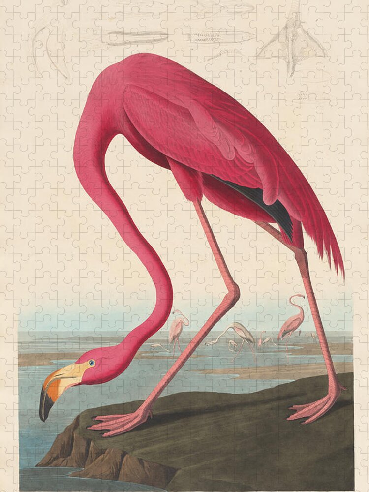 John James Audubon Jigsaw Puzzle featuring the painting American Flamingo by John James Audubon