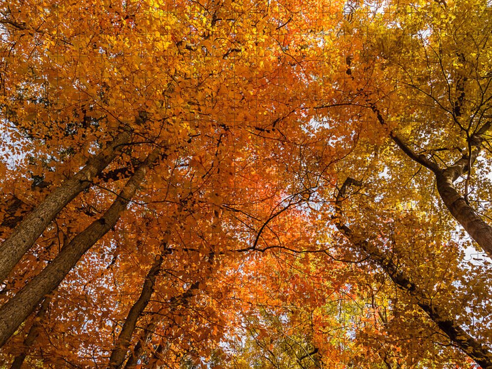 Park Jigsaw Puzzle featuring the photograph Fall foliage #6 by SAURAVphoto Online Store