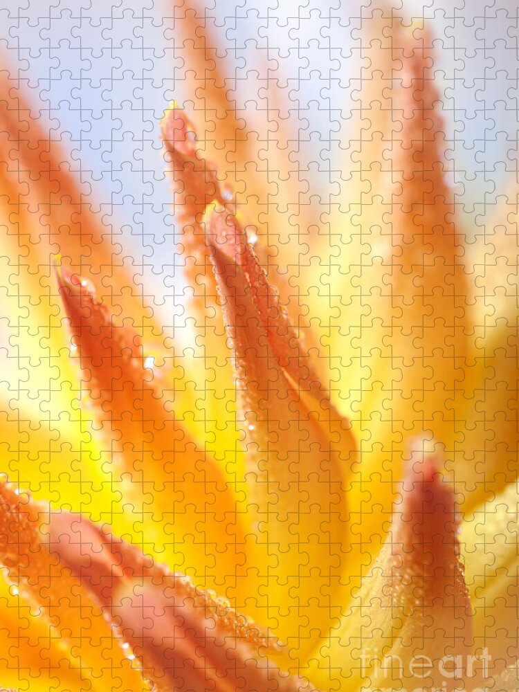 Dahlia Jigsaw Puzzle featuring the photograph Dahlia #7 by Nailia Schwarz