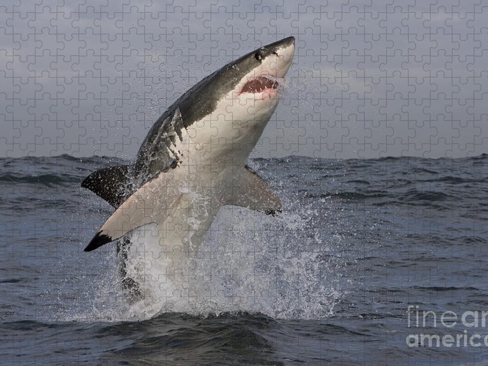 Great White Shark Jigsaw Puzzle featuring the photograph Great White Shark #8 by Jean-Louis Klein & Marie-Luce Hubert