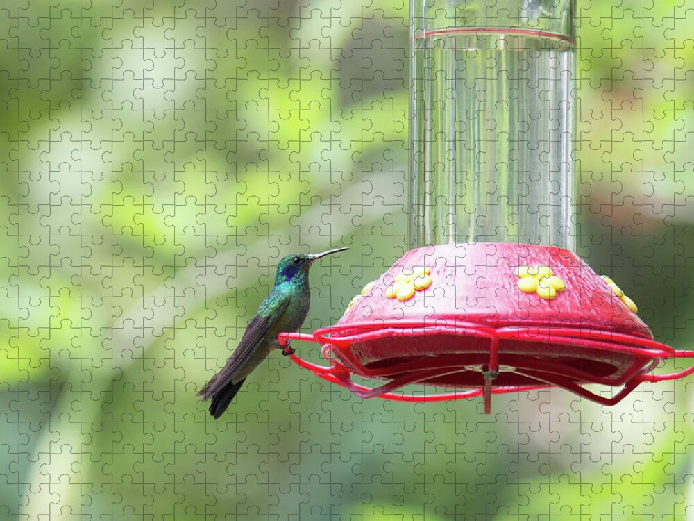 Animals Jigsaw Puzzle featuring the digital art Hummingbirds #8 by Carol Ailles
