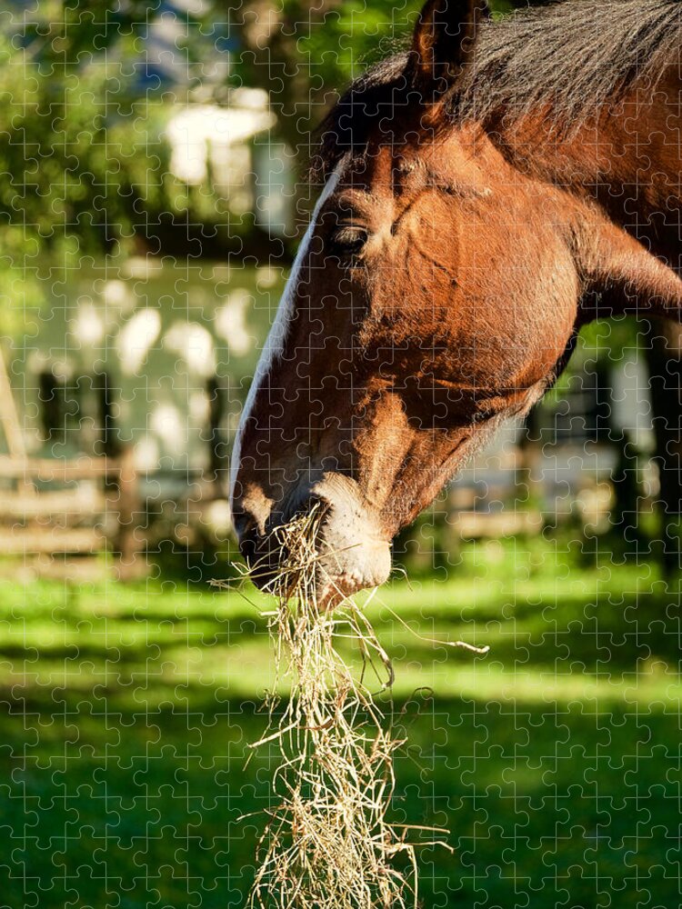 Horse Jigsaw Puzzle featuring the photograph A Bale by Rachel Morrison