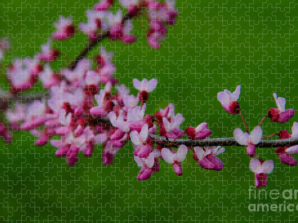 Spring Jigsaw Puzzle featuring the photograph A Branch of Spring by Roger Becker