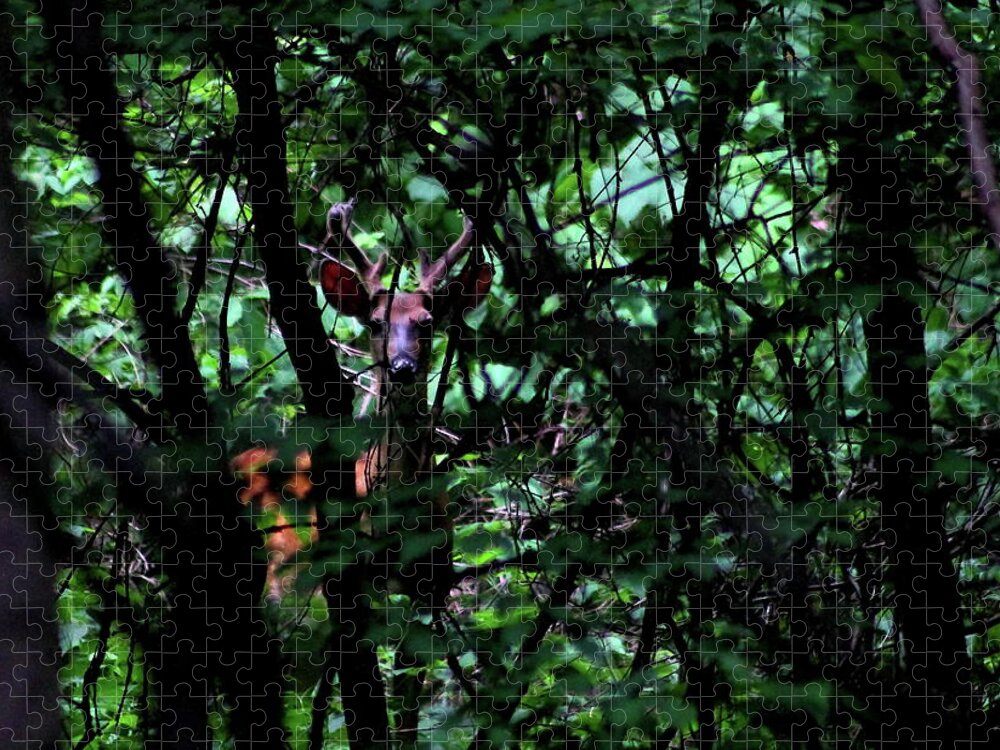 Bucks Jigsaw Puzzle featuring the photograph A Buck Peers from the Woods by Bruce Patrick Smith