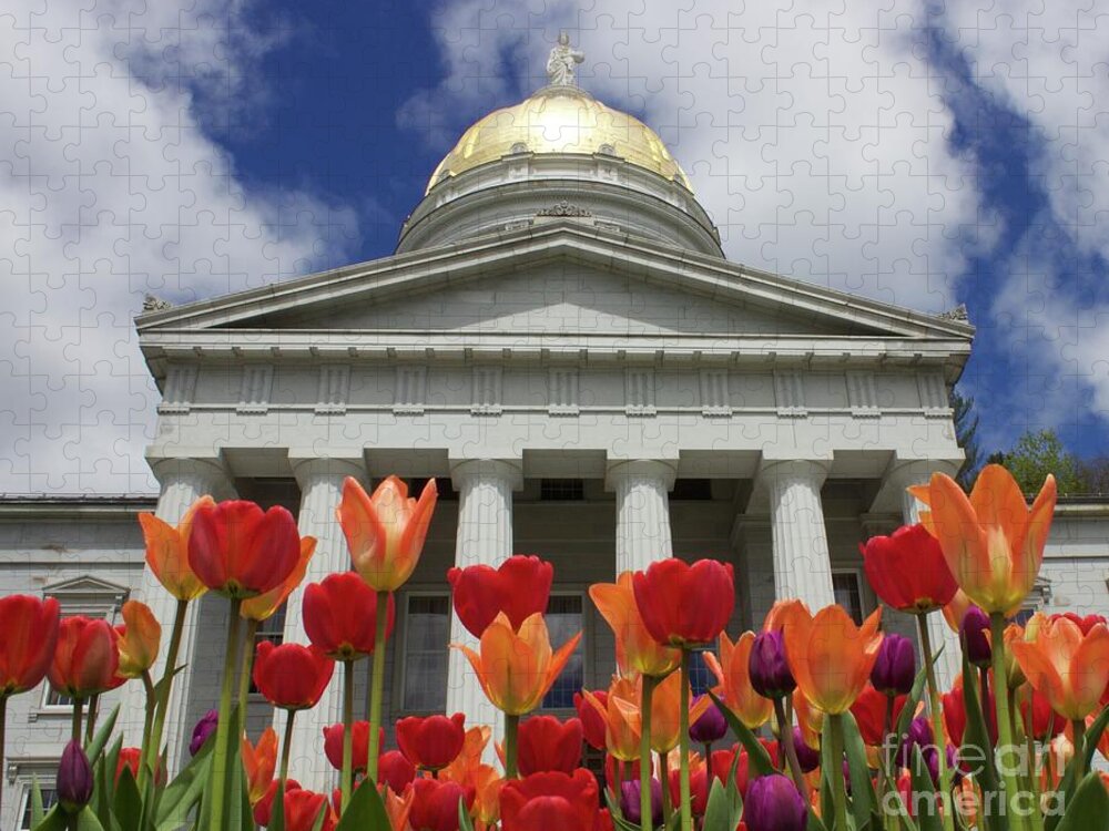 Tulips Jigsaw Puzzle featuring the photograph A Capitol Day by Alice Mainville