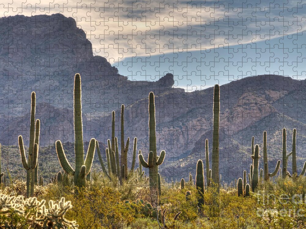 Saguaro Jigsaw Puzzle featuring the photograph A Forest of Saguaro Cacti by Vivian Christopher