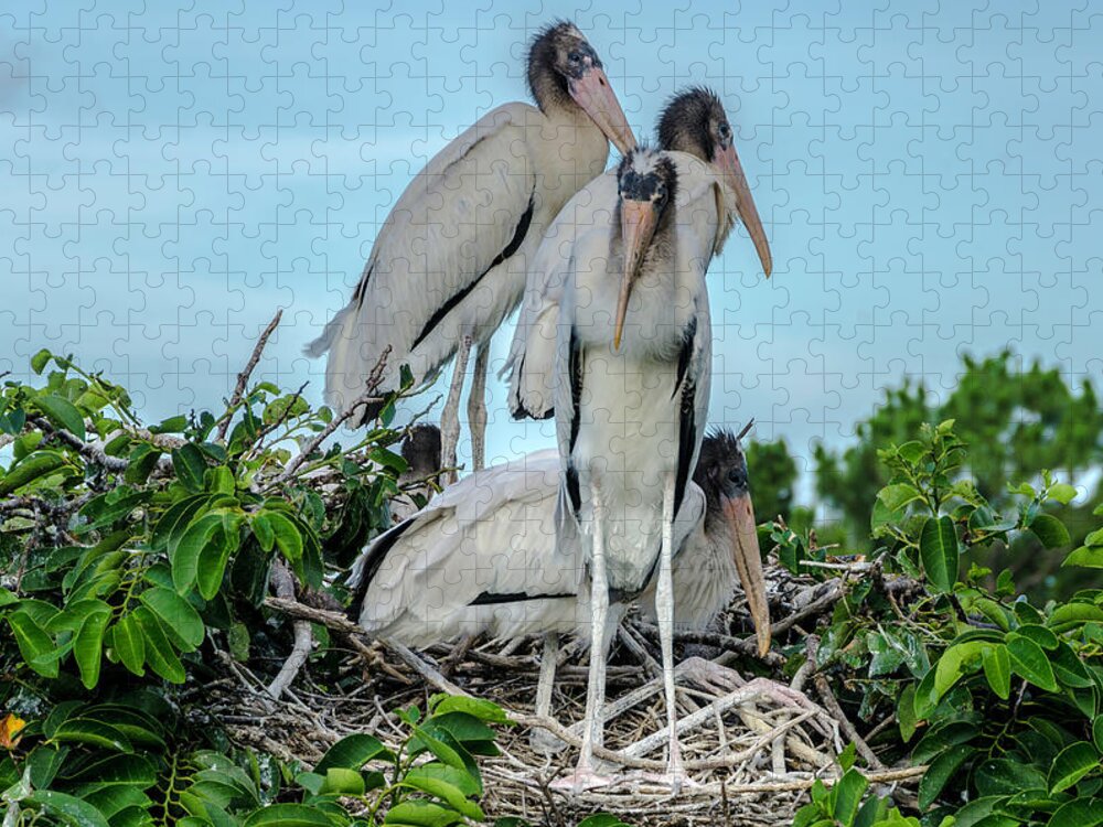 White Storks Jigsaw Puzzle featuring the photograph A full nest by Wolfgang Stocker