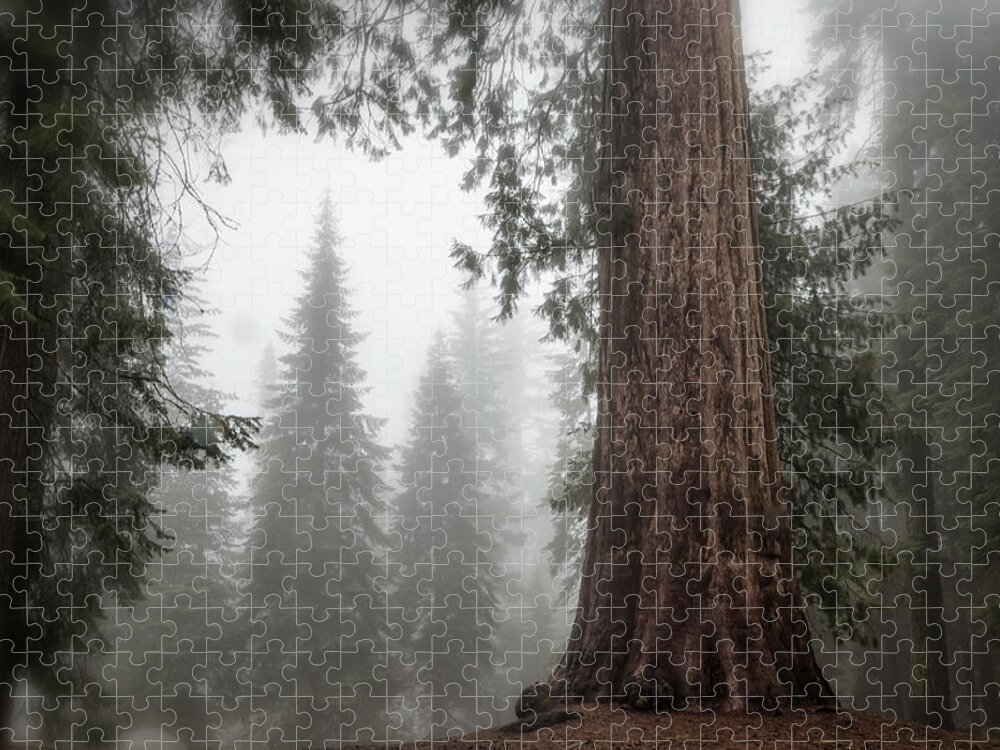 Sequoias Jigsaw Puzzle featuring the photograph A Giant in the Fog by Belinda Greb