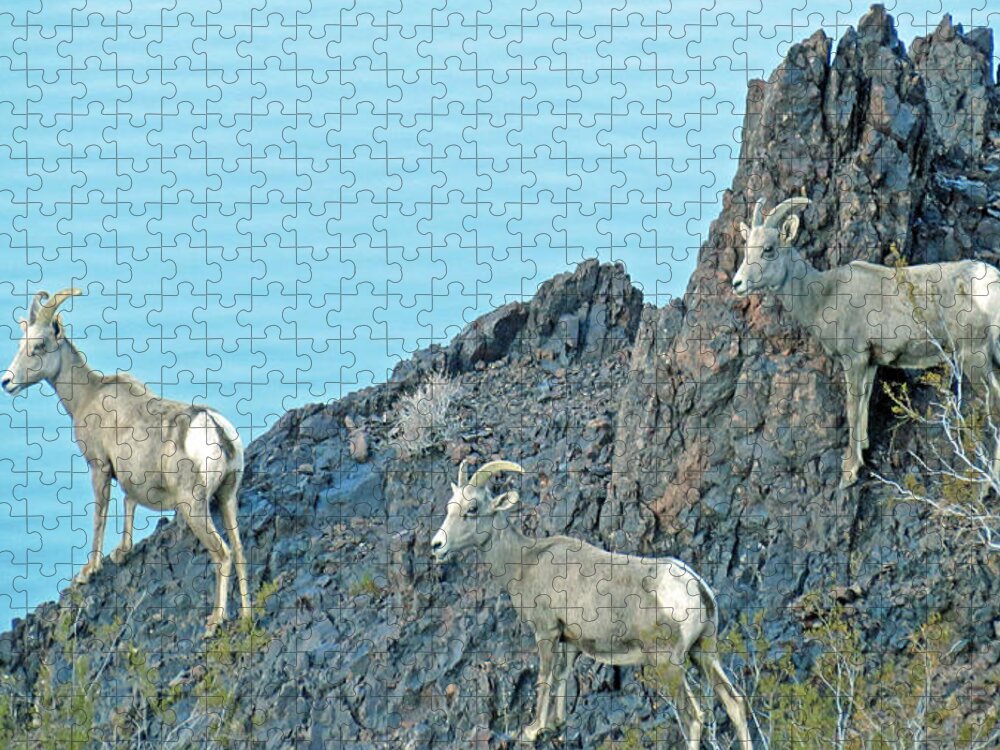 Sheep Jigsaw Puzzle featuring the photograph A Group Of Desert Bighorn Sheep by Kay Novy