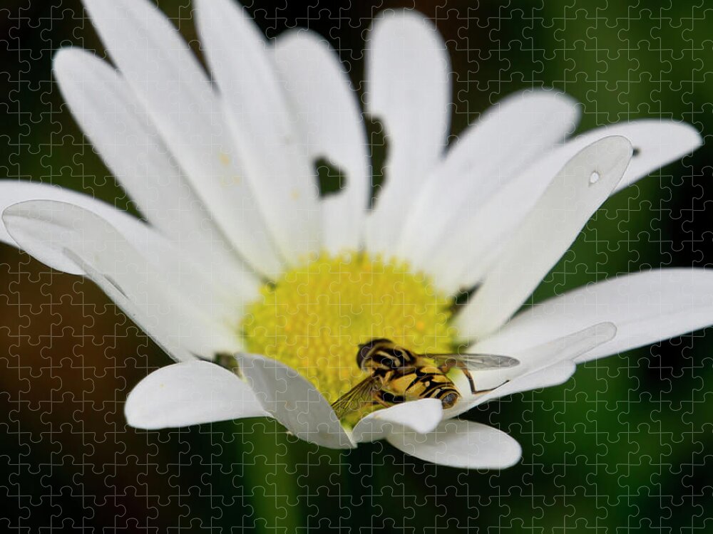 Nature Jigsaw Puzzle featuring the photograph A Hoverfly and a Daisy by Elena Perelman