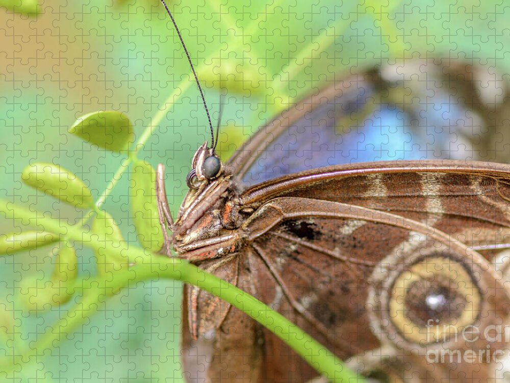 Blue Morpho Jigsaw Puzzle featuring the photograph Blue Morpho Butterfly by Tamara Becker