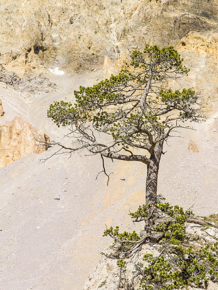 Tree Jigsaw Puzzle featuring the photograph A lonely pine - 1 by Paul MAURICE
