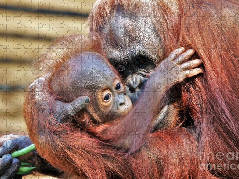 Orangutan Jigsaw Puzzle featuring the photograph A Mother's Love - Orangutan Love by Diann Fisher