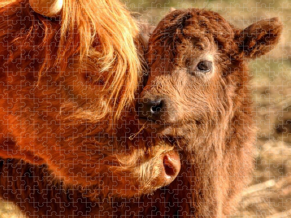 Cattle Jigsaw Puzzle featuring the photograph A Mother's Love 0088 by Kristina Rinell