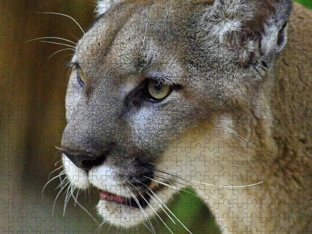 A Puma By Any Other Name Jigsaw Puzzle featuring the photograph A Puma By Any Other Name -- Mountain Lion at Living Desert Zoo and Gardens, Palm Desert, California by Darin Volpe
