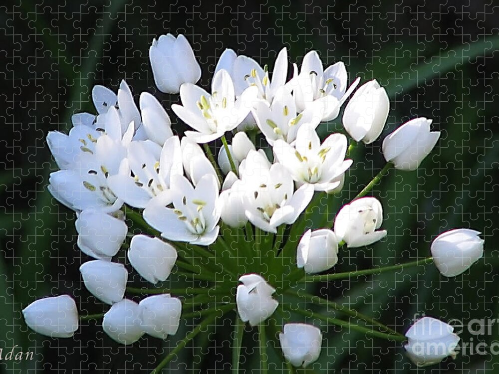 Spring Florals Jigsaw Puzzle featuring the photograph A Spray of Wild Onions by Felipe Adan Lerma