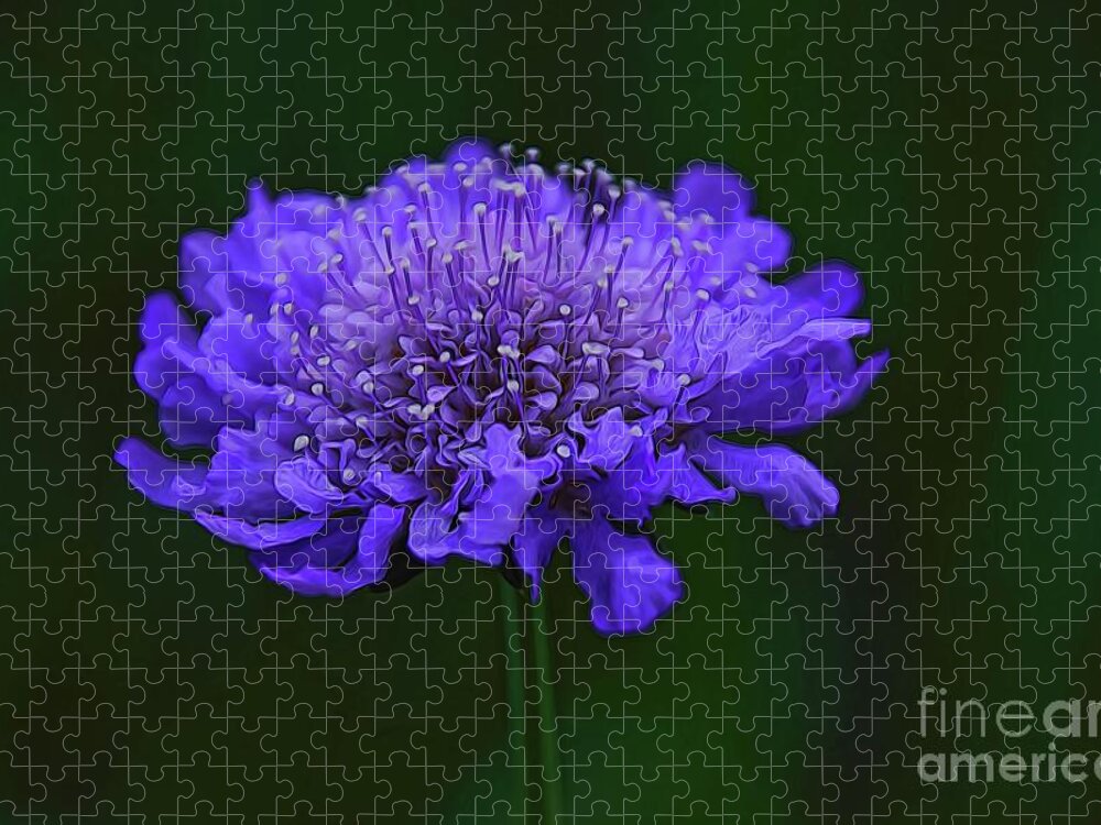 Floral Art Jigsaw Puzzle featuring the photograph A Sweet Scabiosa by Diana Mary Sharpton
