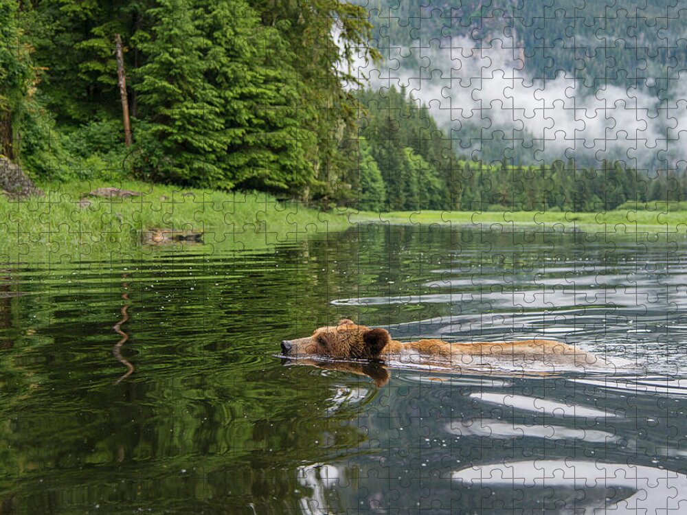 Bears Jigsaw Puzzle featuring the photograph A Wild Swim by Bill Cubitt