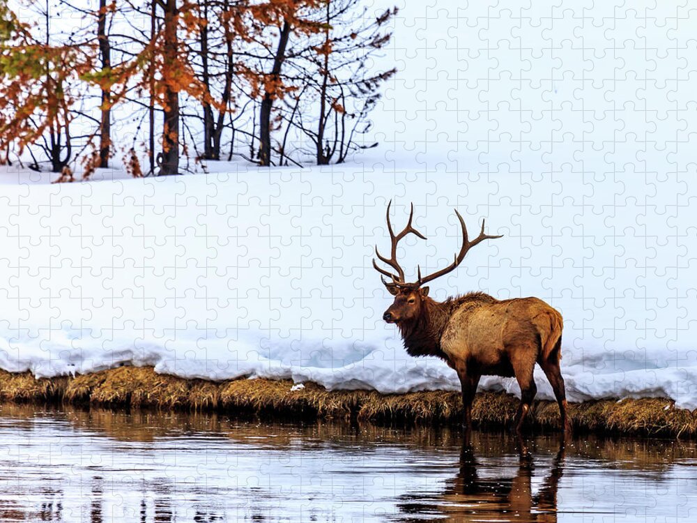Elk Jigsaw Puzzle featuring the photograph A Winter Wade by Robert Caddy