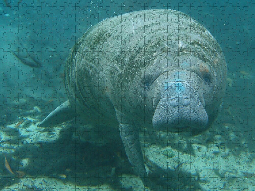Joy Jigsaw Puzzle featuring the photograph About To Meet A Manatee by Kimberly Mohlenhoff