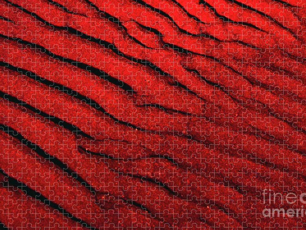 Abstract Jigsaw Puzzle featuring the photograph Abstract Red Sand- 2 by Rick Bures