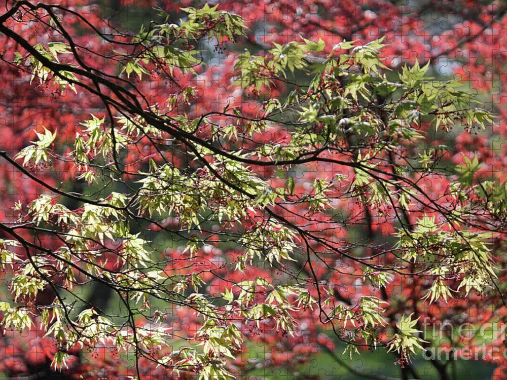 Acer Leaves In Spring Jigsaw Puzzle featuring the photograph Acer leaves in Spring by Julia Gavin