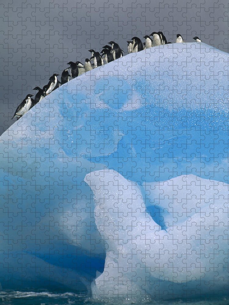 00141282 Jigsaw Puzzle featuring the photograph Adelies in Blue Iceberg by Tui de Roy
