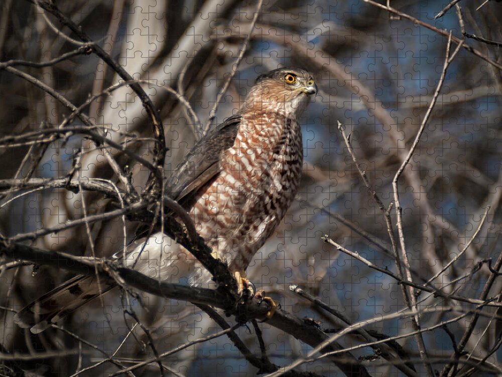 Hawk Jigsaw Puzzle featuring the photograph Adult Coopers Hawk by Rick Mosher