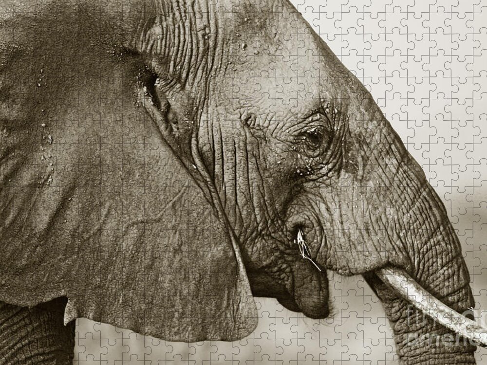 African Elephant Jigsaw Puzzle featuring the photograph African Elephant profile duotoned by Liz Leyden