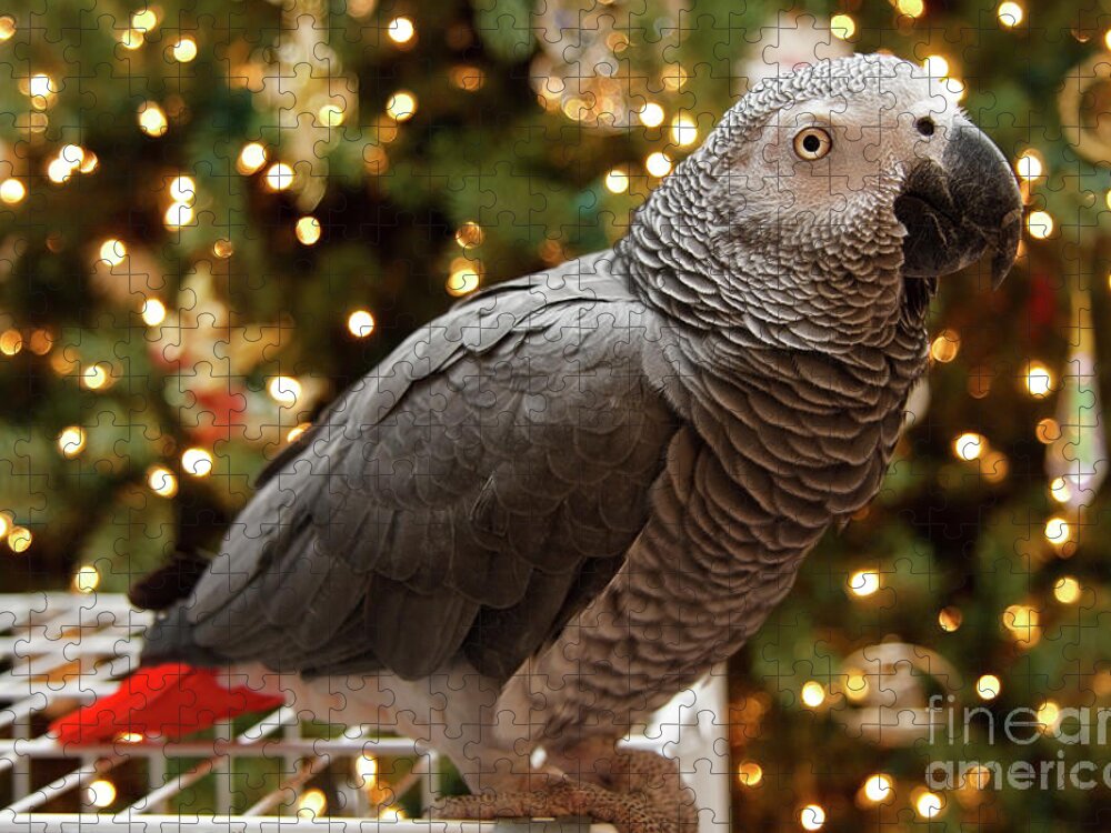 African Grey Jigsaw Puzzle featuring the photograph African Grey Parrot Christmas by Jill Lang