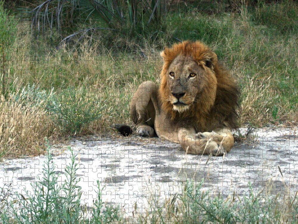 Karen Zuk Rosenblatt Art And Photography Jigsaw Puzzle featuring the photograph African Lion by Karen Zuk Rosenblatt