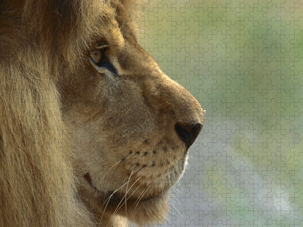 Mp Jigsaw Puzzle featuring the photograph African Lion Panthera Leo Male Portrait by Zssd