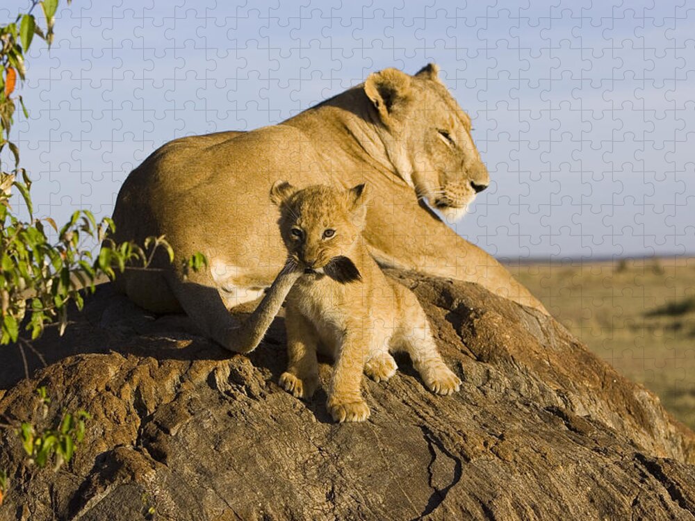 Mp Jigsaw Puzzle featuring the photograph African Lion With Mother's Tail by Suzi Eszterhas